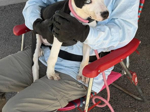 Vada, a young Pit Bull Terrier
