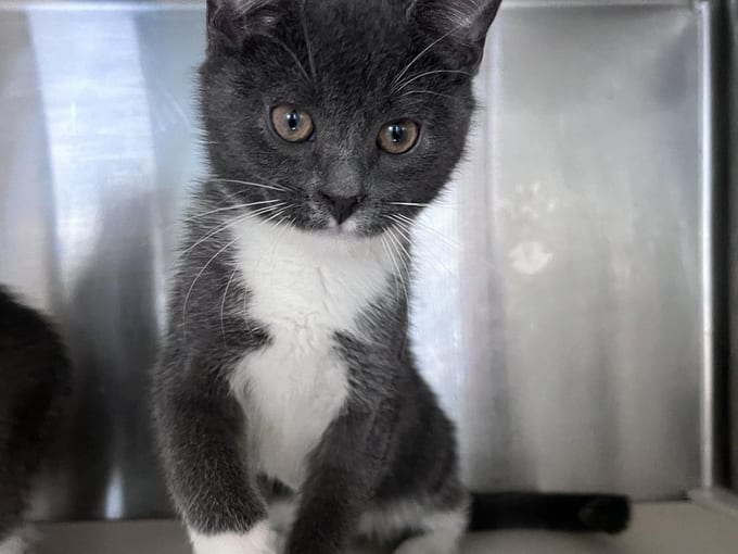 Vinson, a Domestic Short Hair kitten