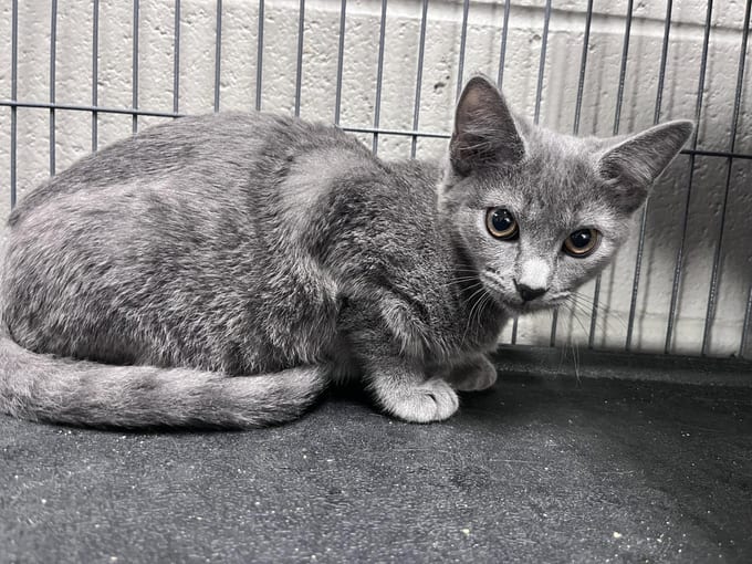 Weenie, a young Domestic Short Hair