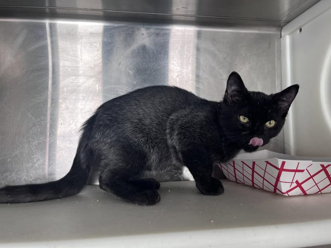 William, a young Domestic Short Hair
