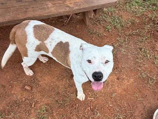 Willow, an adult Pit Bull Terrier
