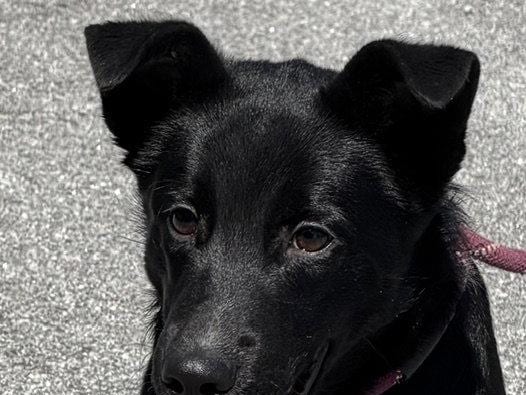 Woods, a young Labrador Retriever