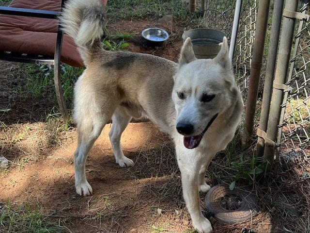 Zephyr, an adult Husky