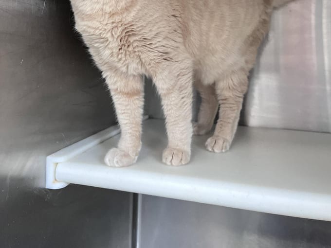 Zulu, an adult Domestic Short Hair